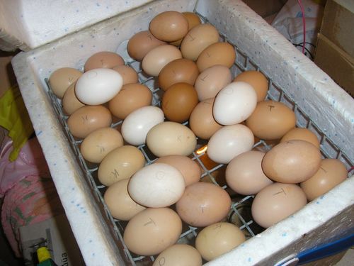 Инкубатор для куриных яиц своими руками: инструкции, советы, описания