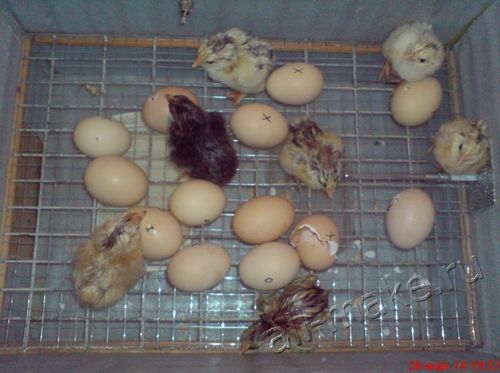 Инкубация яиц в домашних условиях пошагово с фото