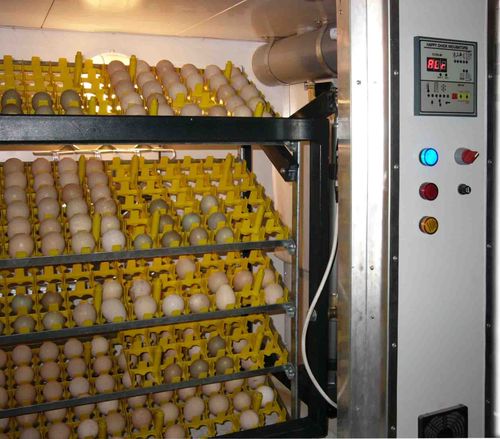 Этапы и режимы инкубации индюшиных яиц в домашних условиях