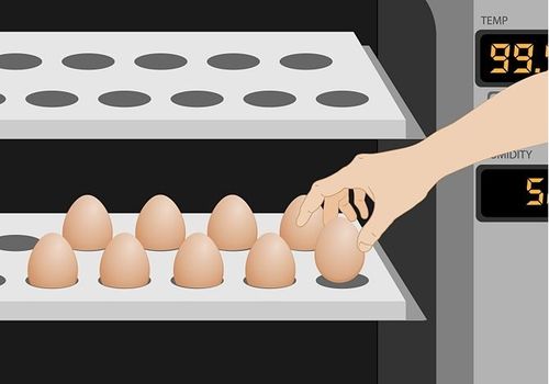 Для чего нужно переворачивать яйца в инкубаторе?