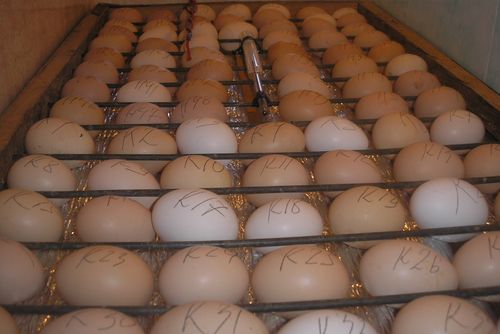 Как сделать автоматический переворот на яиц, в инкубаторе своими руками