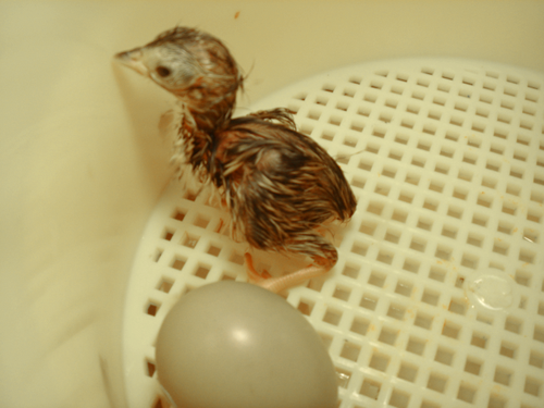 razvedenie fazanov inkubator 3