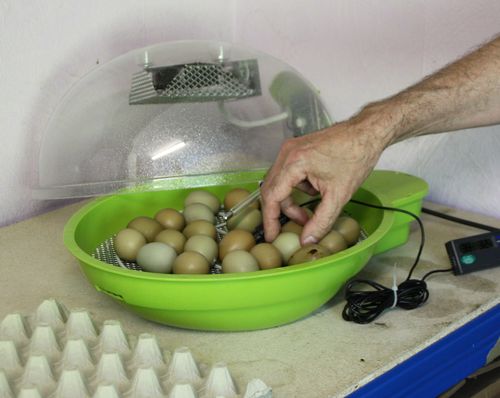 Сроки и общие правила инкубации фазаньих яиц