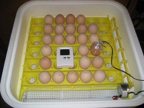 Вывод цыплят в инкубаторе и правильная температура : Инкубация яиц