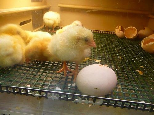 Через сколько дней вылупляется цыпленок из яйца
