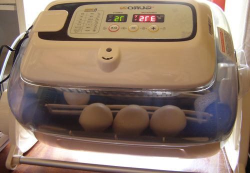 Инкубатор для куриных яиц