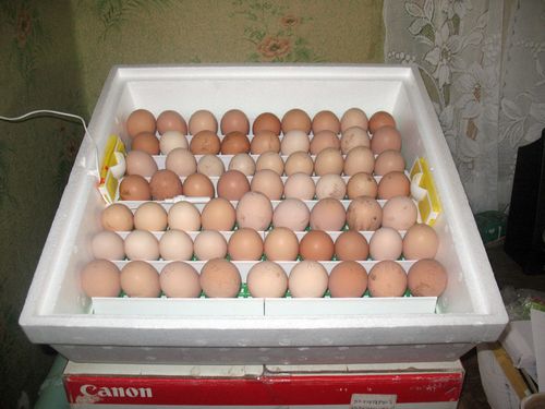 инкубатор для куриных яиц