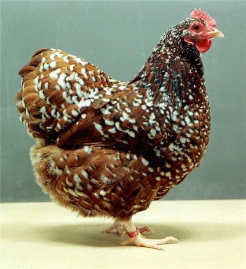Порода курицы Орпингтон