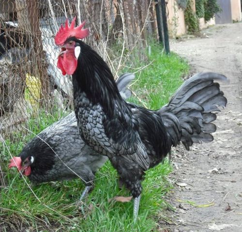 Андалузская порода кур