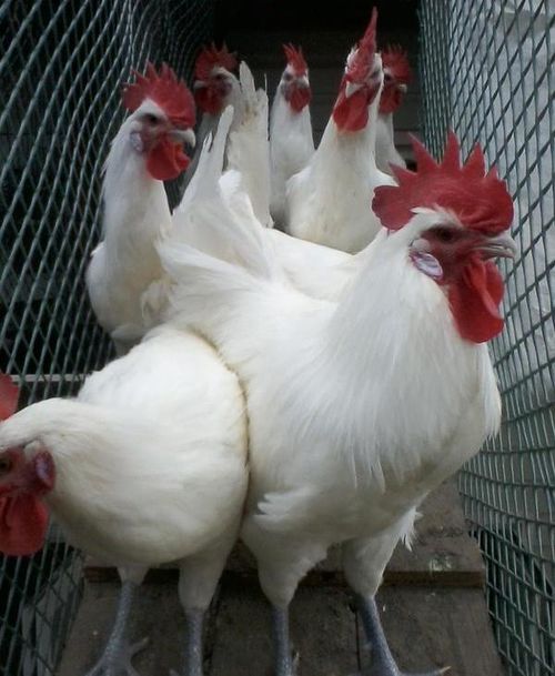 Куры Бресс-гальские: описание породы, уход, содержание цыплят, отзывы