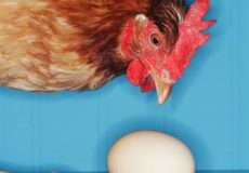 Курица клюет яйцо