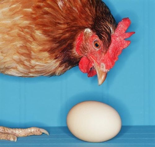 Курица клюет яйцо