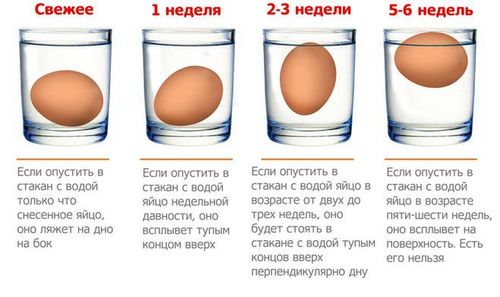 Преимущества инкубации перепелиных яиц