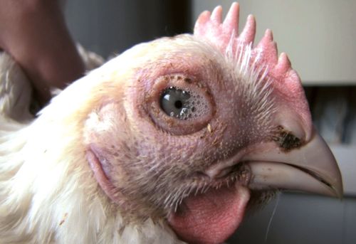 Воспаление глаз у курицы