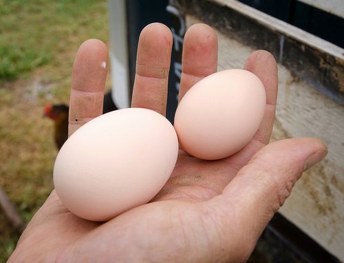 Инкубация куриных яиц, вывод молодняка под наседкой