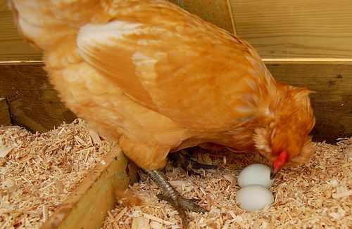 Почему куры клюют яйца?