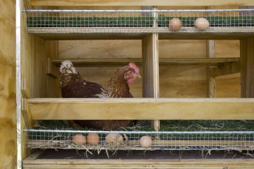 Как сделать гнёзда для кур-несушек своими руками, чтобы не клевали яйца?
