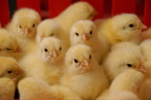 Заболевания у цыплят и их эффективное лечение