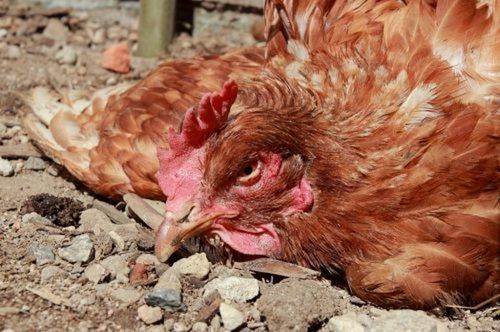 Симптомы и лечение распространённых болезней цыплят бройлеров