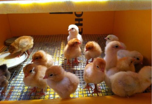 Содержание цыплят в инкубаторе