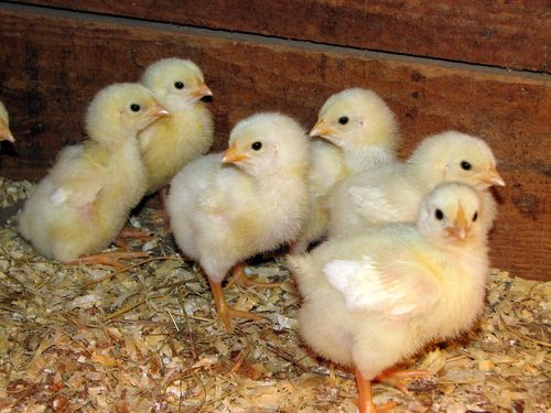 Как и чем кормить бройлерных цыплят в домашних условиях | Курочка | Дзен