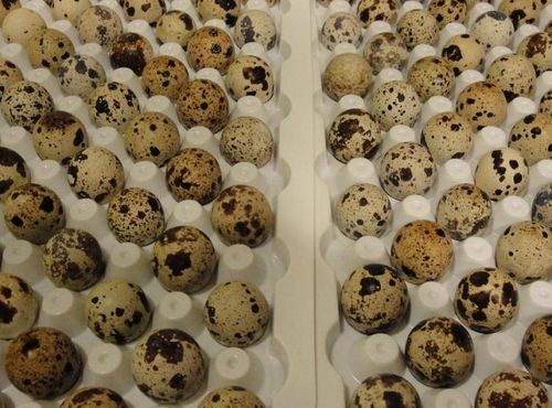 Инкубация перепелиных яиц: режим температуры и срок хранения