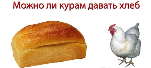 Хлеб курам - можно или нет?