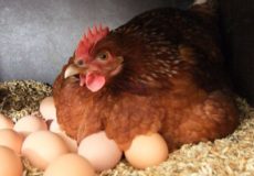 Наседка с яйцами