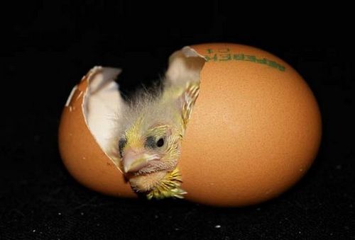 Как называется период развития цыпленка в яйце?