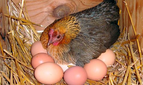 Несушка с яйцами