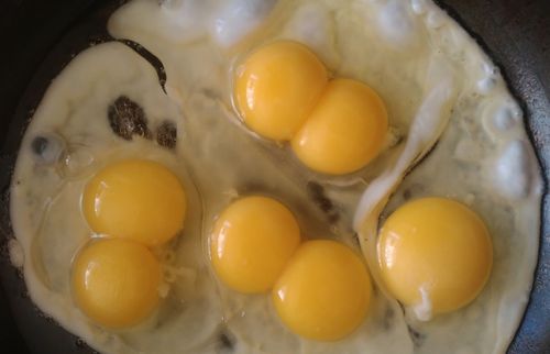 Яйцо с двумя и одним желтком